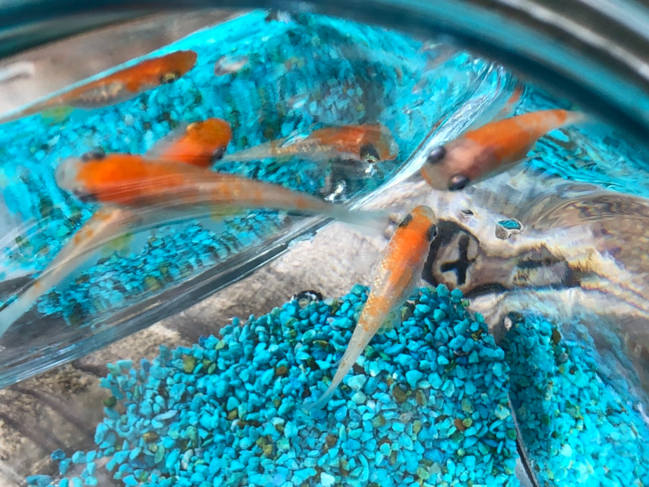 小学生から予約可能 4 11 5 8 あま い いちご狩り 今流行りの癒し系めだか付き プラン プライベートエリア制 高設栽培 自分のペースでラクラク食べられます コロナ対策実施します 竜太園 じゃらん遊び体験