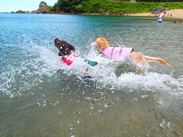 ワンちゃんと海に飛び込もう♪