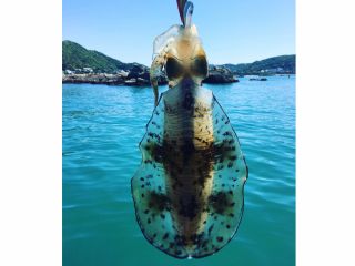 中級者 向け 夏季 6月末 9月中旬 非開催 手漕ぎボートでエギング アオリイカ 釣行ワークショップ 一色ボート じゃらん遊び体験 中級者 向け 夏季 6月末 9月中旬 非開催 手漕ぎボートでエギング アオリイカ 釣行ワークショップ 一色ボート じゃらん遊び体験