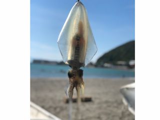 手漕ぎボートでエギング アオリイカ 釣行ワークショップ 一色ボート じゃらん遊び体験