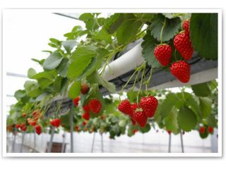 ハウスの中にはいちごがたくさん♪