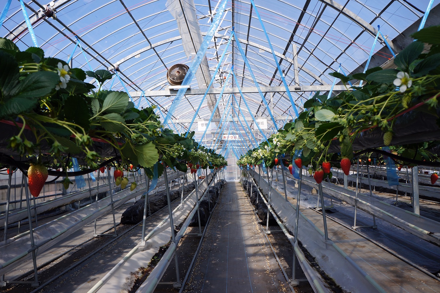 ݍ͔|Ȃ̂łǂȐ̕ły݂邱ƊԈႢȂI