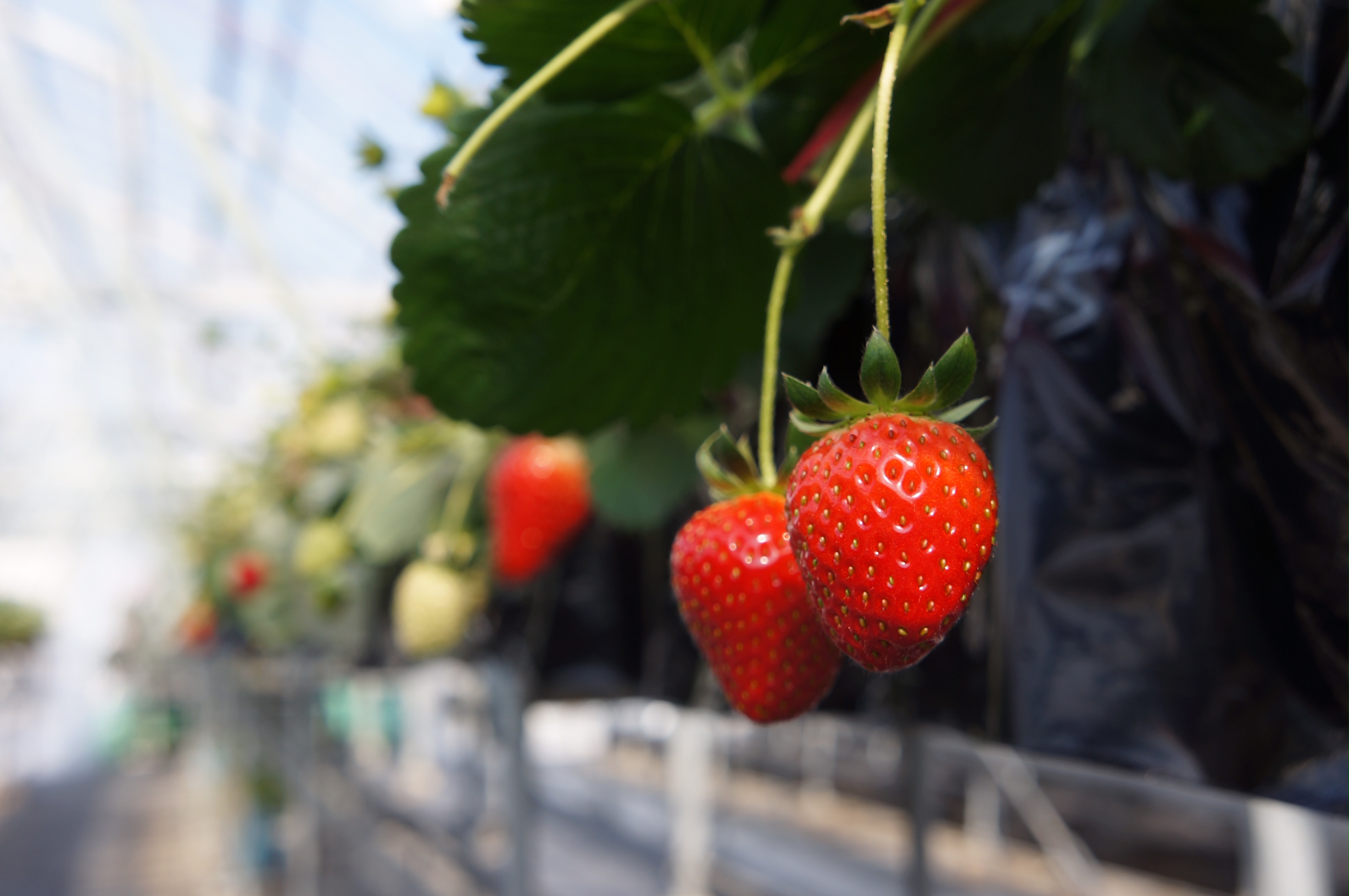 ����C�x���[�ł��I