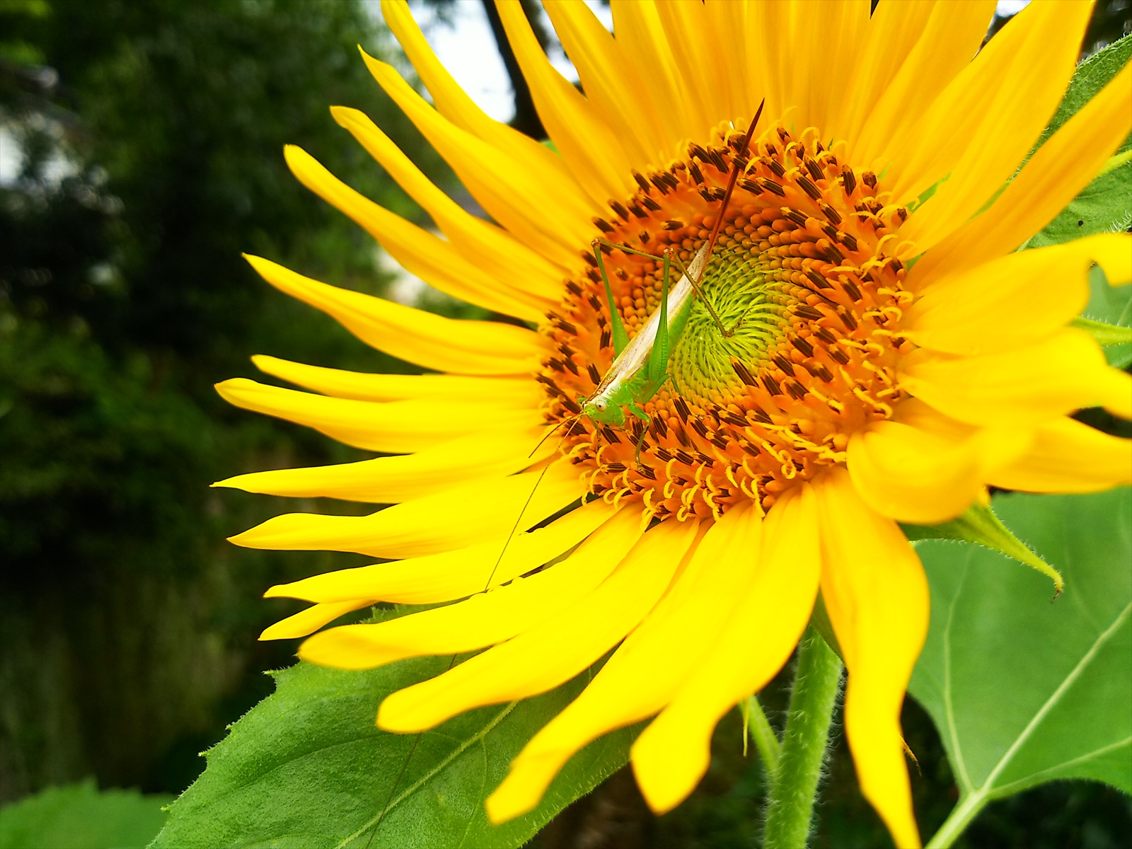 19年たんとう花公園 ひまわり畑 但東シルクロード観光協会 じゃらん遊び体験