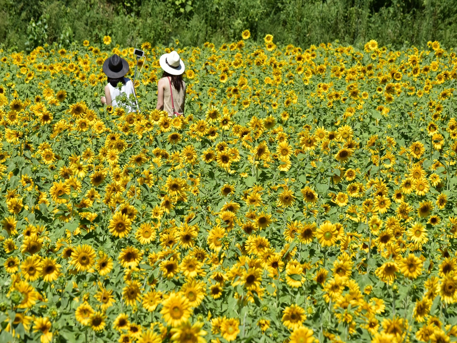 19年たんとう花公園 ひまわり畑 但東シルクロード観光協会 じゃらん遊び体験