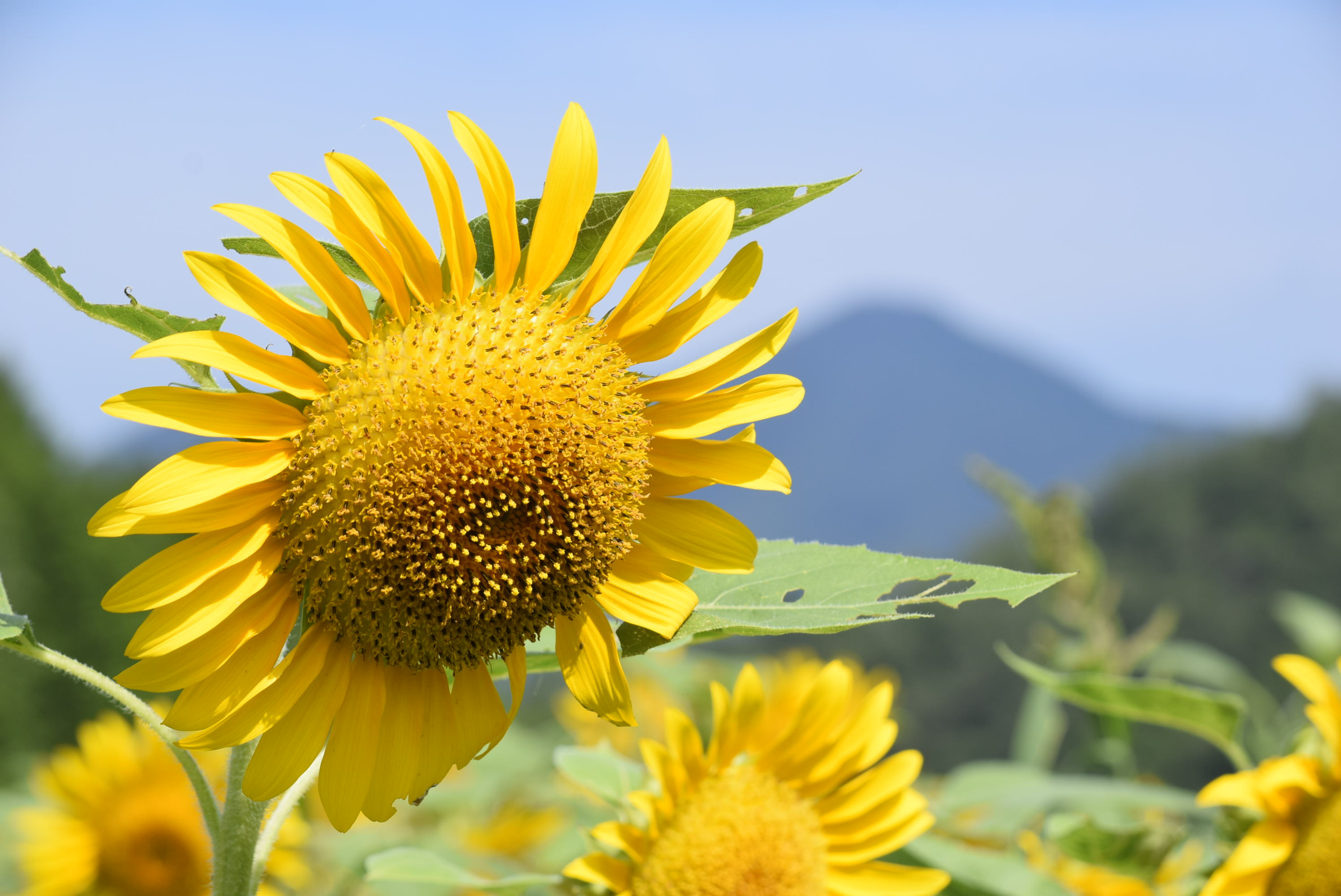 19年たんとう花公園 ひまわり畑 但東シルクロード観光協会 じゃらん遊び体験