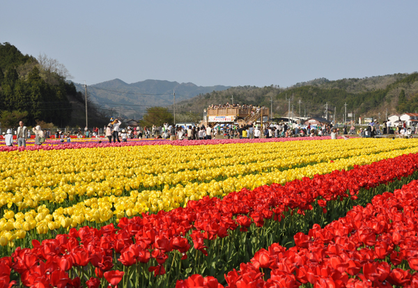 年 たんとうチューリップまつり 但東シルクロード観光協会 じゃらん遊び体験 年 たんとうチューリップまつり 但東シルクロード観光協会 じゃらん遊び体験