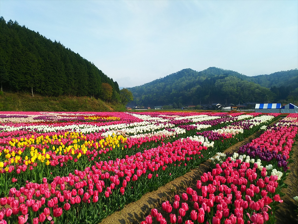 年 たんとうチューリップまつり 但東シルクロード観光協会 じゃらん遊び体験