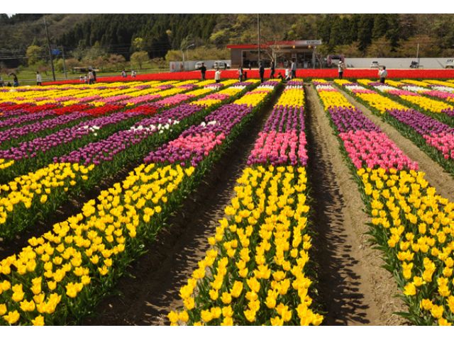22たんとうチューリップまつり 但東シルクロード観光協会 じゃらん遊び体験 22たんとうチューリップまつり 但東シルクロード観光協会 じゃらん遊び体験