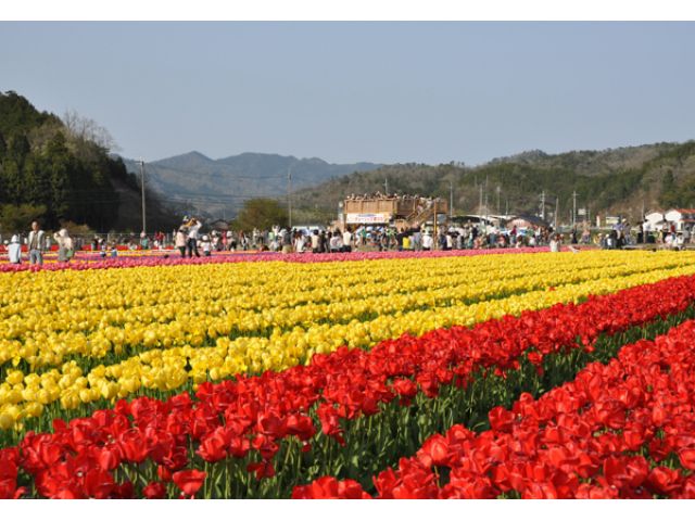 22たんとうチューリップまつり 但東シルクロード観光協会 じゃらん遊び体験 22たんとうチューリップまつり 但東シルクロード観光協会 じゃらん遊び体験