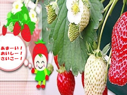 〈2026年〉【銚子×いちご狩り|3月予約!】じゃらん限定で40分食べ放題♪・や...