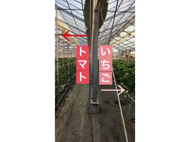 40年以上トマトを栽培している農家です♪約15種類のトマトを作っています!トマトといちごは同じハウスで栽培しているので移動が楽ちんです^^
