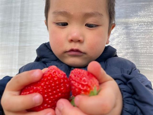 おっきいイチゴが取れちゃいます♪