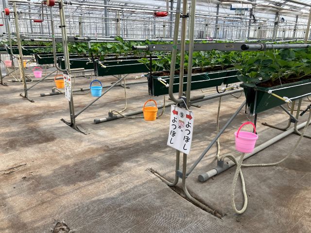 ハウスのなかはとても広いです!ベンチもあるのでゆっくりくつろぎながらお楽しみいただけます♪足元はシート貼りで靴が汚れにくいです☆