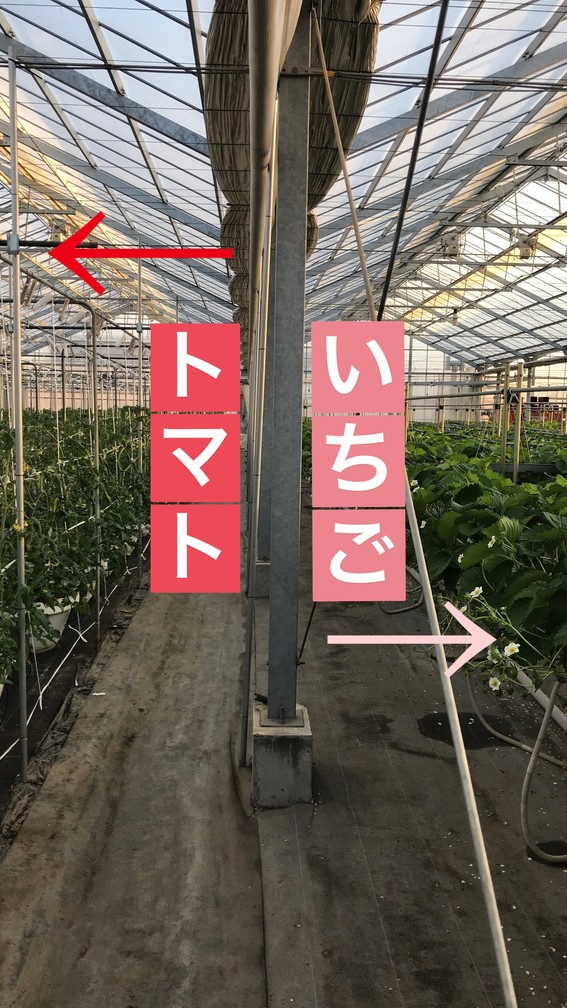 40�N�ȏ�g�}�g���͔|���Ă���_�Ƃł�����15��ނ̃g�}�g������Ă��܂��I�g�}�g�Ƃ������͓����n�E�X�ō͔|���Ă���̂ňړ����y����ł��O�O