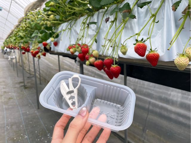 お子様用のハサミです♪ 簡単に安全にいちご狩りをお楽しみいただけますよ!!