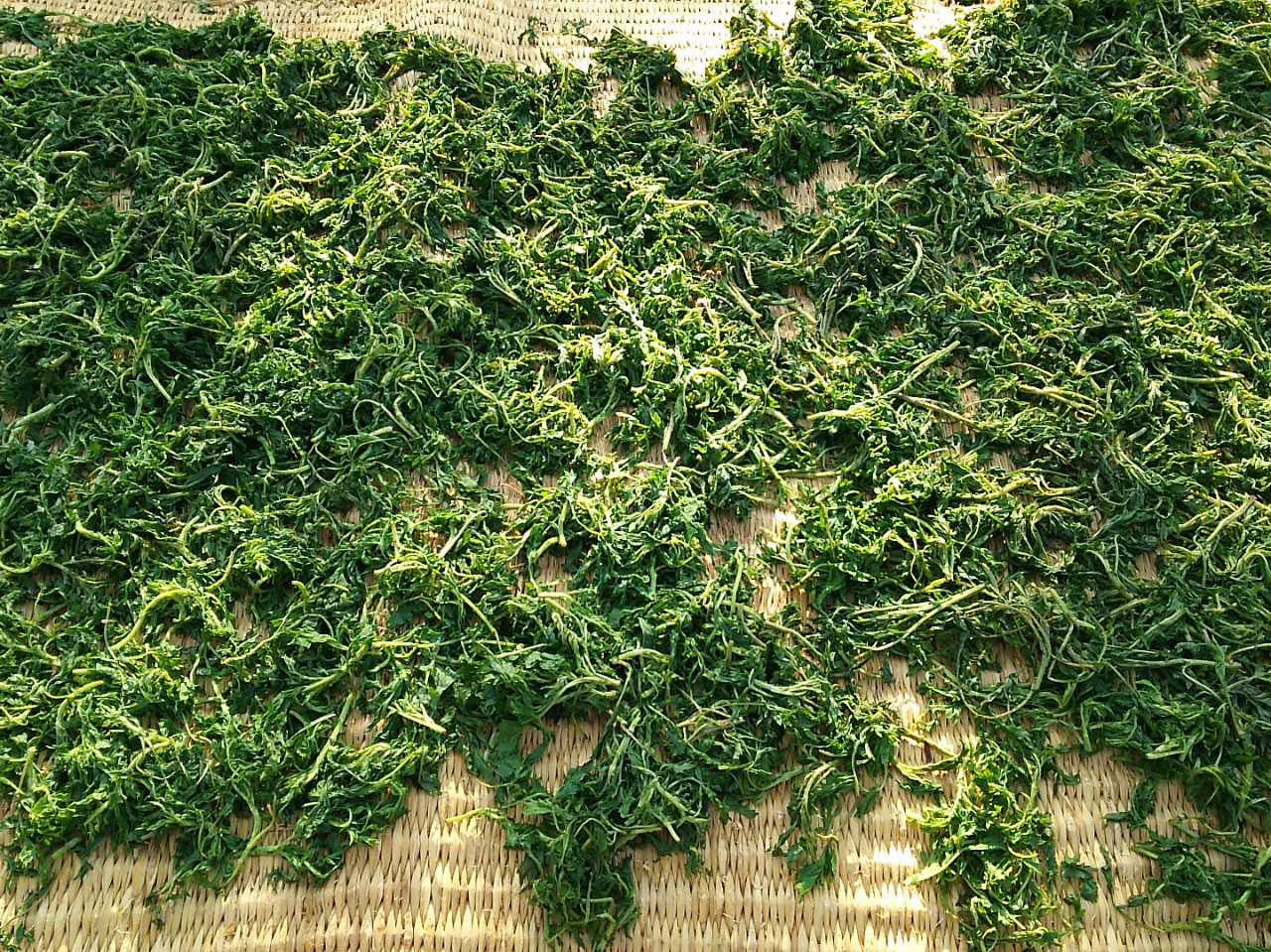 ヨモギの産地として古くから知られる伊吹地域に自生するヨモギを自家採集&乾燥して使用しています。