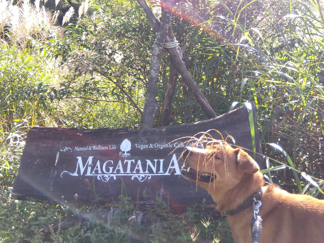 店舗の看板と看板犬