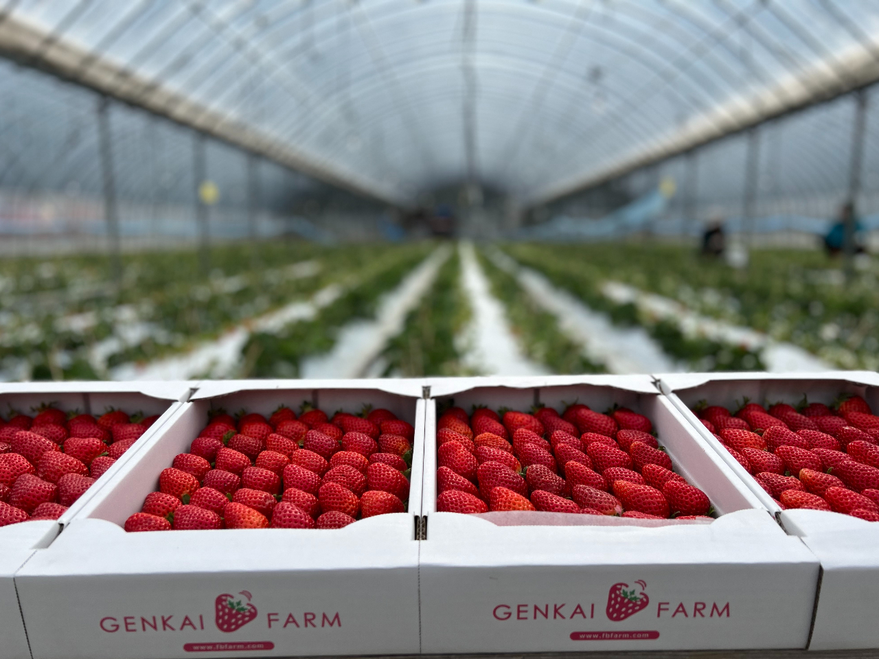 〈2026年〉【4月~5月開催】【福岡県宗像×いちご狩り☆】40分食べ放題♪こだ...