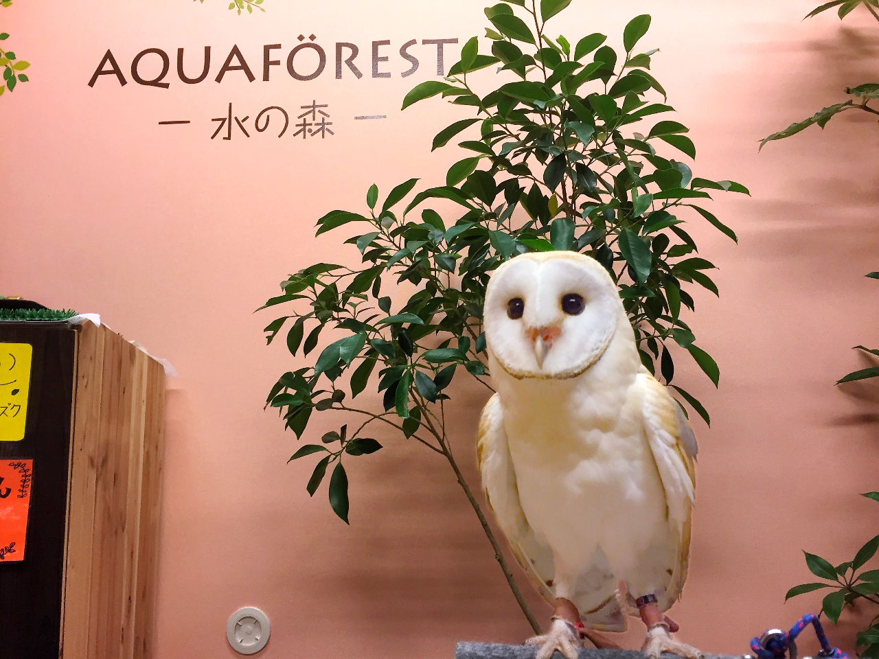 ふくろうカフェin富山 嬉しいドリンク付き フクロウさんとのふれあい体験一時間コース アクアフォレスト 水の森 じゃらん遊び体験 ふくろうカフェin富山 嬉しいドリンク付き フクロウさんとのふれあい体験一時間コース アクアフォレスト 水の森 じゃらん遊び体験