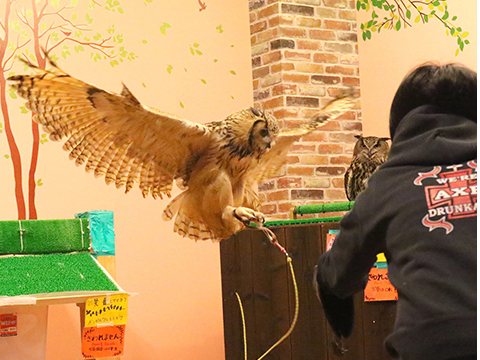 ベンガルワシミミズクのフライトショー