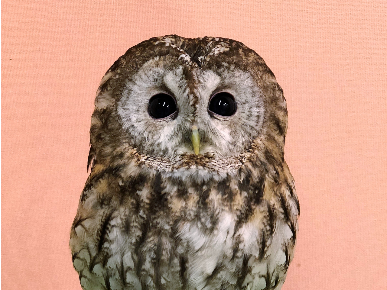 くりくりなおめめ