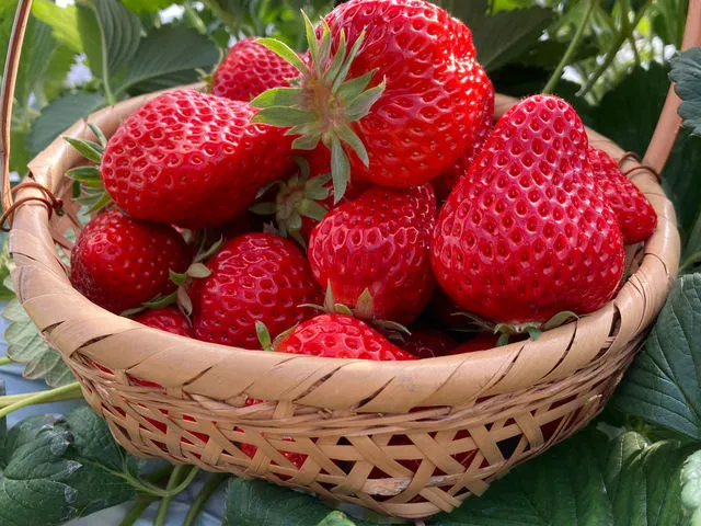 �`���̂�䕂̂��y�Y���̔����`�@������󋵂ɂ��̔����Ă��Ȃ����Ƃ��������܂��B�\�߂��������������B