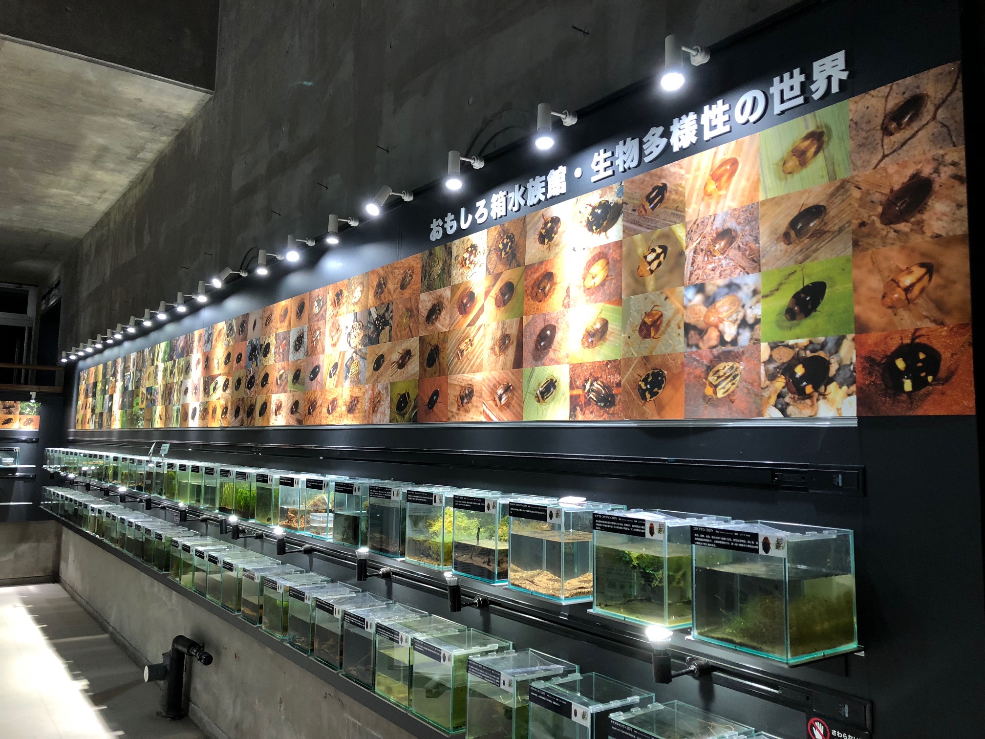 20�Z���`�L���[�u�^������1��ނ����ӂ̐�������W�����Ă��܂��B���ɃQ���S���E�̒��Ԃ͏펞40��ȏ�W������ސ��͍����ő�ł��B