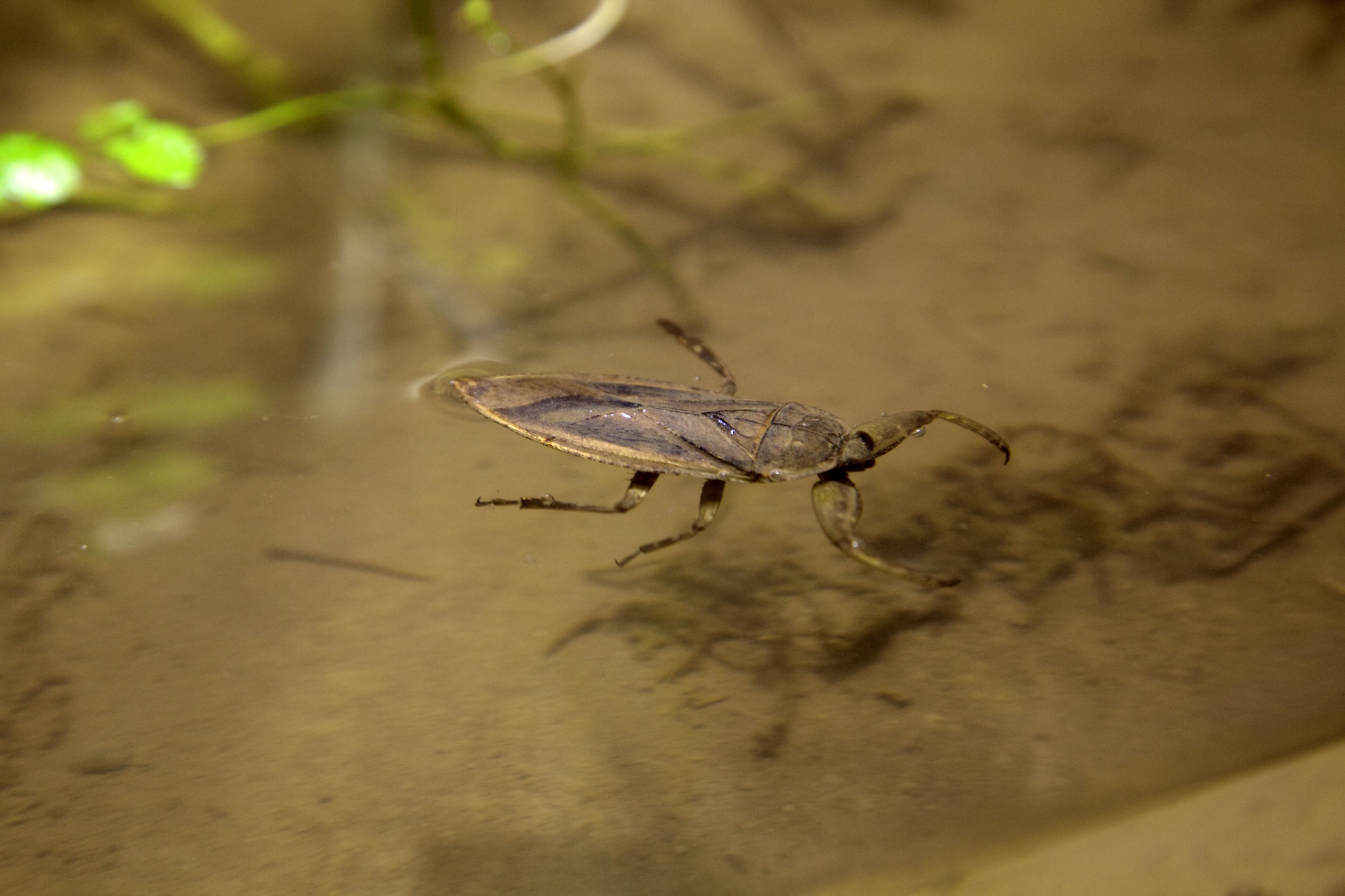 ���ł͐��̏��Ȃ��Ȃ����^�K���B�傫�ȑO���Ŋl����߂炦��p�Ɏq�������͓B�t���ł��B