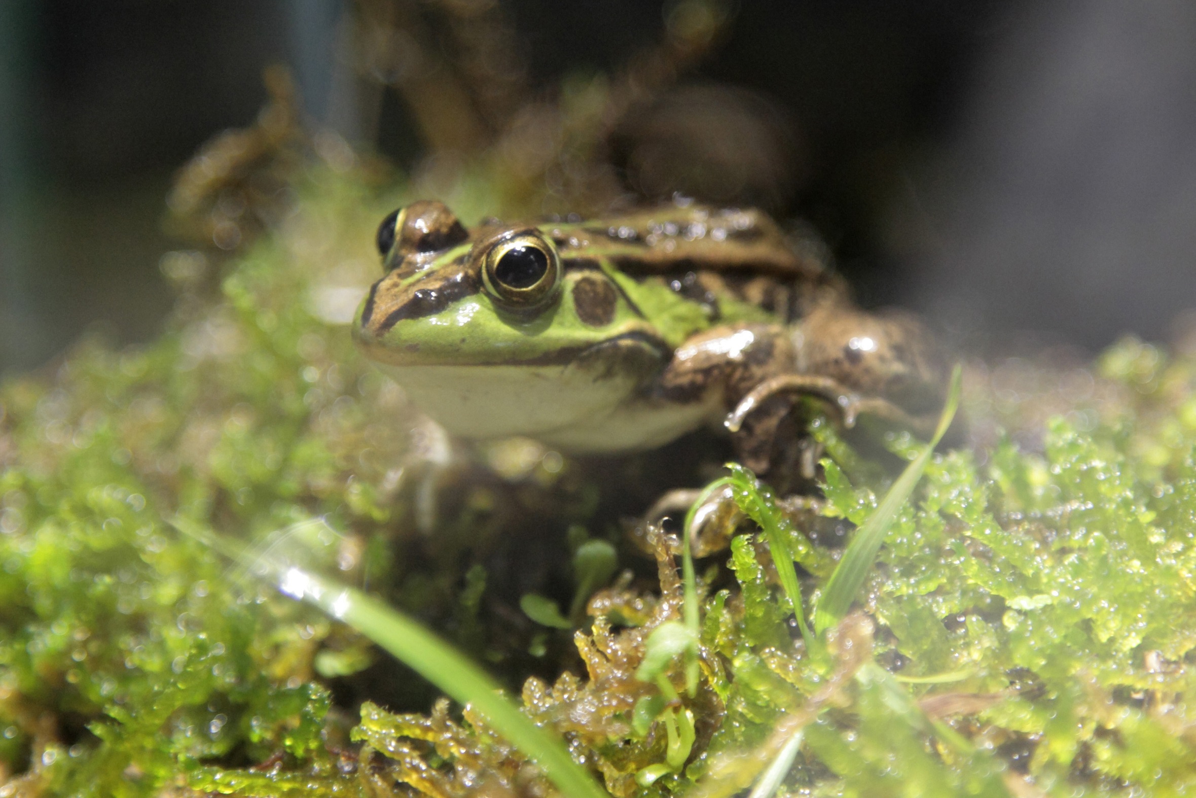 �����ɐ�������J�G������12��ނ�W�����Ă��܂��B�S���ł��������~���̓W�����ϗ����邱�Ƃ��o���܂��B