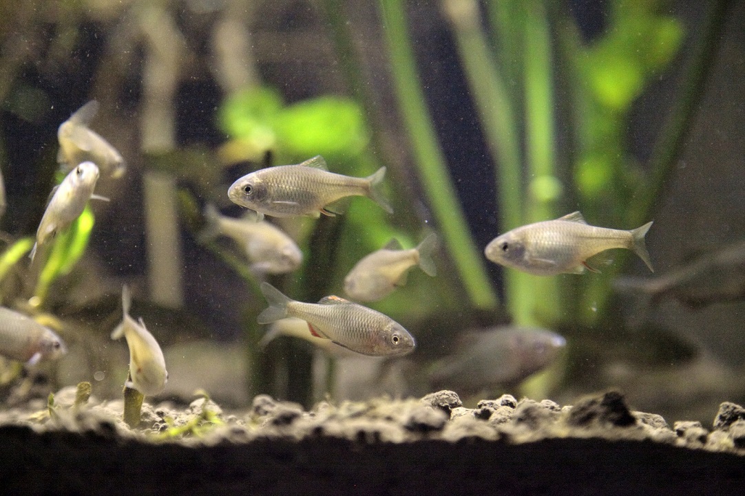 �ӂ����܂̊󏭂ȒW�������R�[�i�ł͍��ł͌��邱�Ƃ�����Ȃ����^�i�S�⃁�_�J�Ȃǂ̓W�������Ă��܂��B