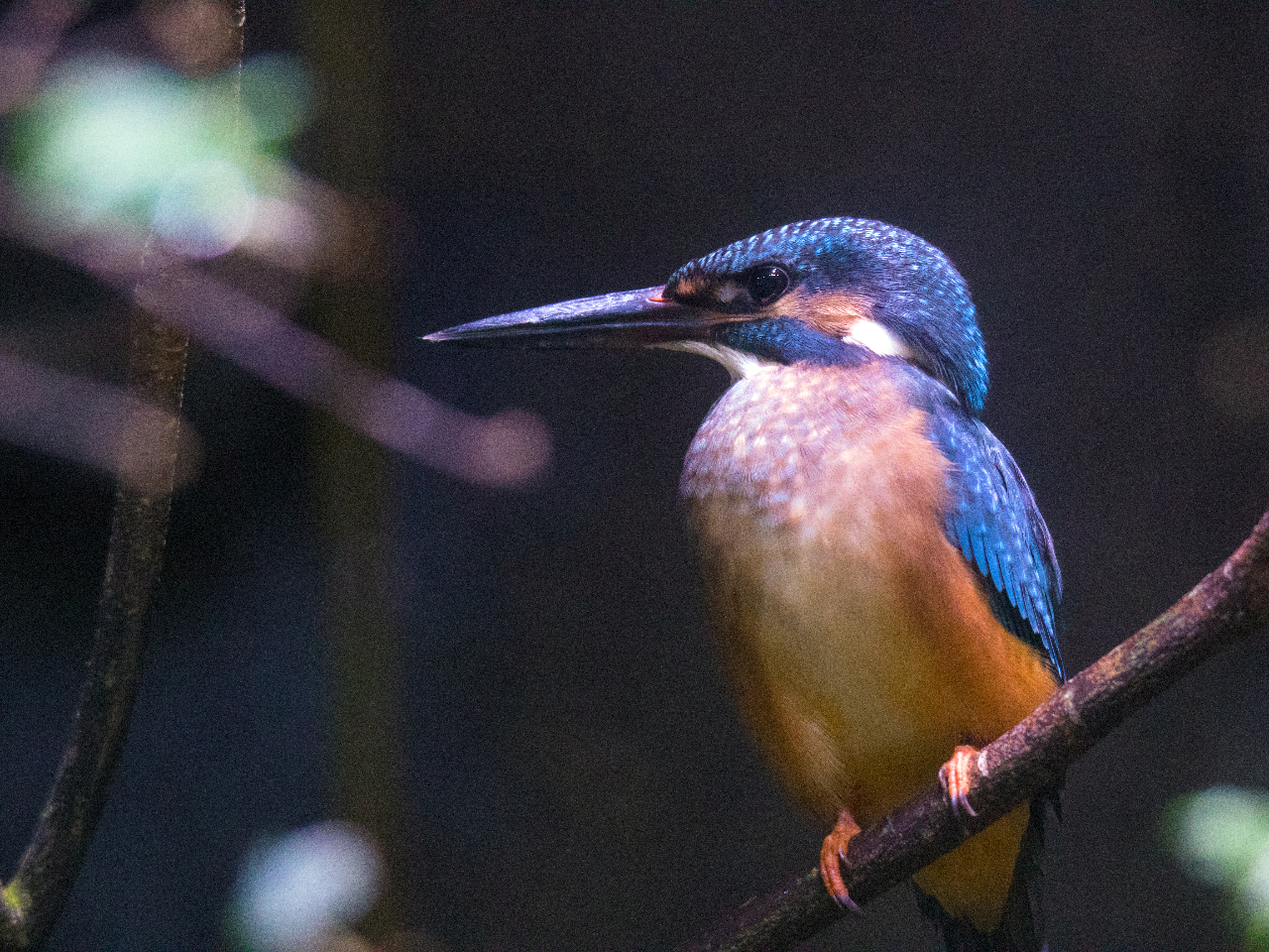 館名にもなっているカワセミを始め3種類の水辺の鳥を展示しています。