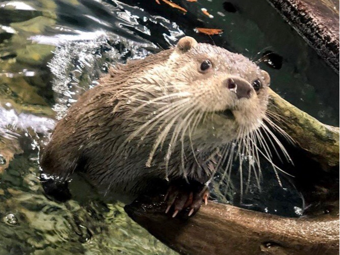水の中から顔を出すユーラシアカワウソのゆき、機嫌の良い時には、ガラス越しですが、目の前まで来てくれます。