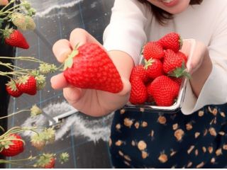 真っ赤な大きい自慢のいちごです!お楽しみください♪