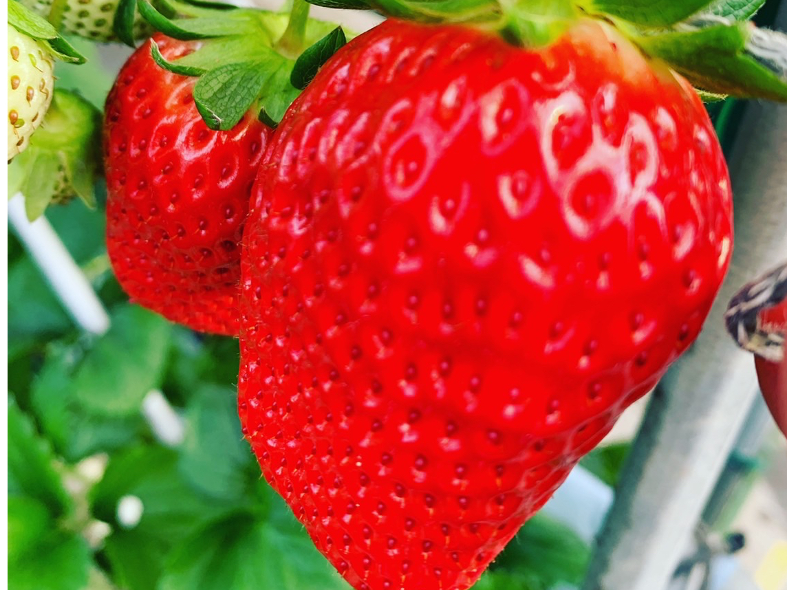 s1ԐlC͂͂嗱̍gق؁I`RƂ̑ob`