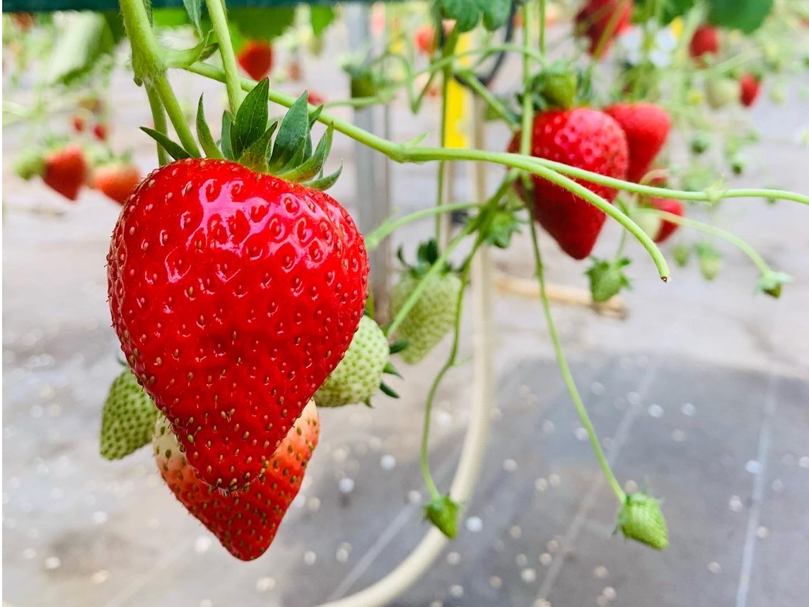 ̖ڋʂ͍ʌ肢́wׂɂ܁xIFȍɕʊi̊Âɂق̂Î_ςÃoX▭ɔłBГE݂ĂHׂĂ݂ā