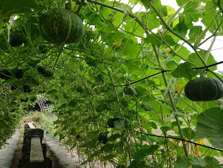 A[`̒̓VJ{`CQAS[̃A[`܂B