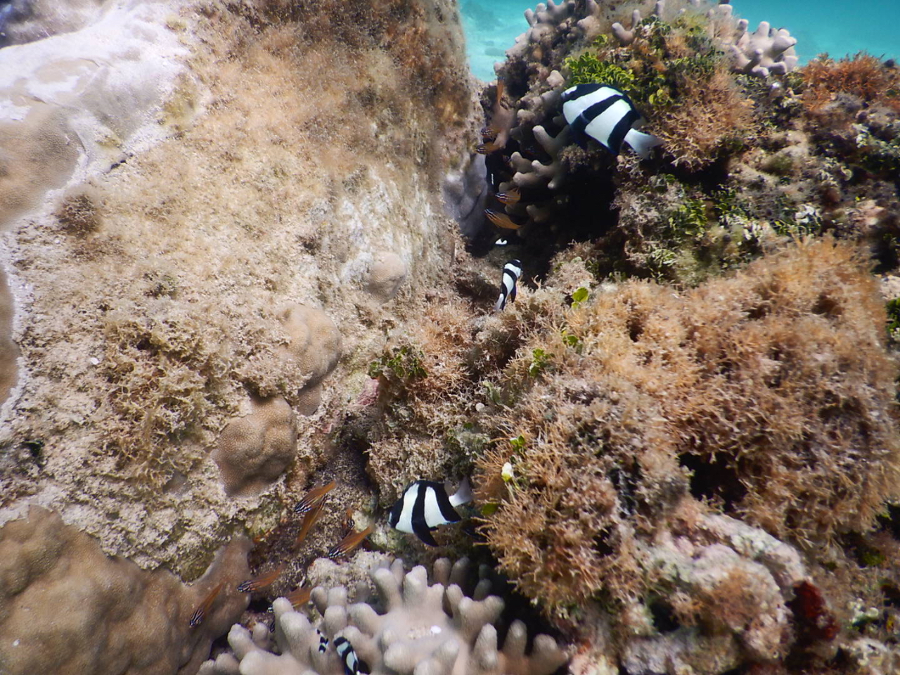 カヤックの上から観察できる熱帯魚!