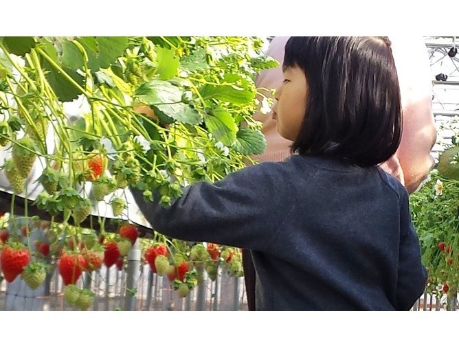 ≪千葉・君津≫ くるベリーファームでいちご狩り!【30分食べ放題♪】◆愛彩畑の自...
