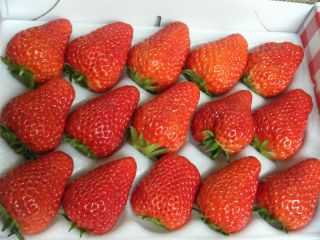 21年4月12日 5月21日 時間無制限 大人気のいちご狩りプラン 嬉しいお土産付き 和田農園 じゃらん遊び体験 21年4月12日 5月21日 時間無制限 大人気のいちご狩りプラン 嬉しいお土産付き 和田農園 じゃらん遊び体験