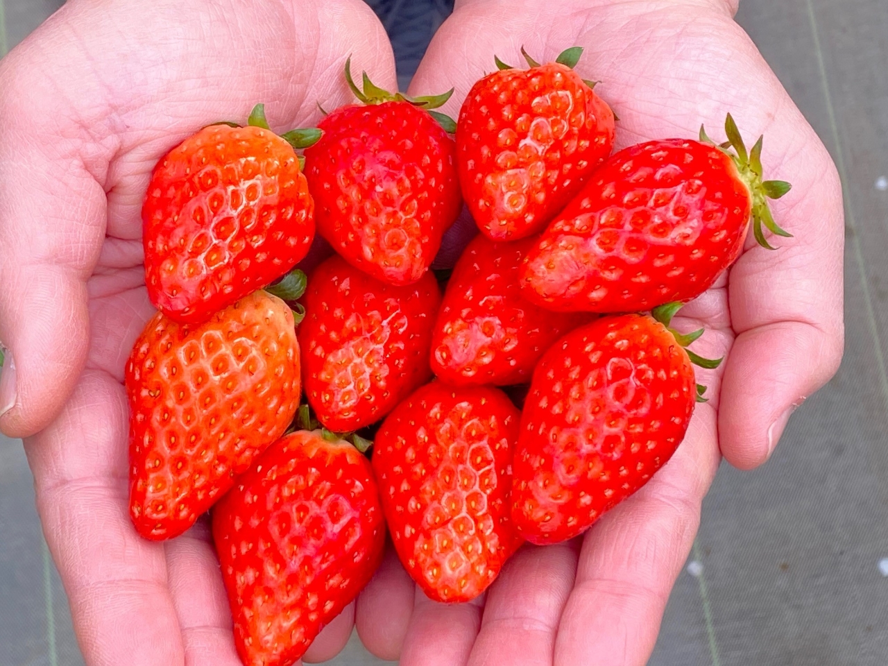 【じゃらん特別期間・人数限定企画!4/9~5/11】≪岐阜/恵那/いちご狩り≫予...