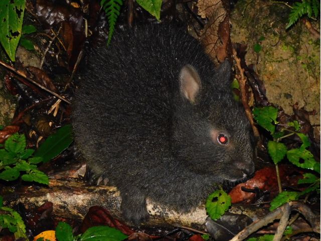 国の特別天然記念物『アマミノクロウサギ』
