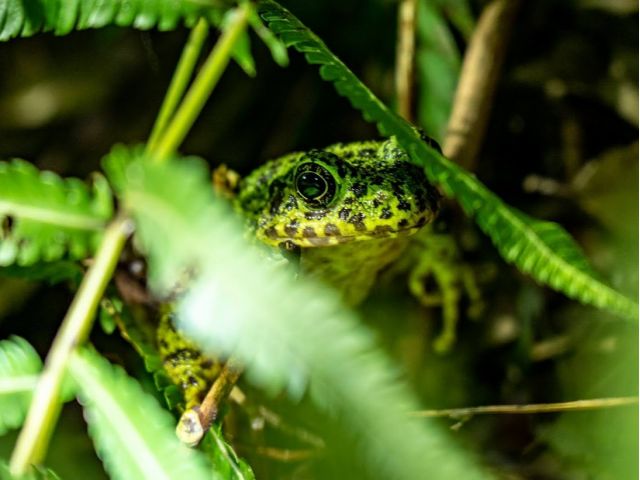 日本一美しいカエル『アマミイシカワガエル』