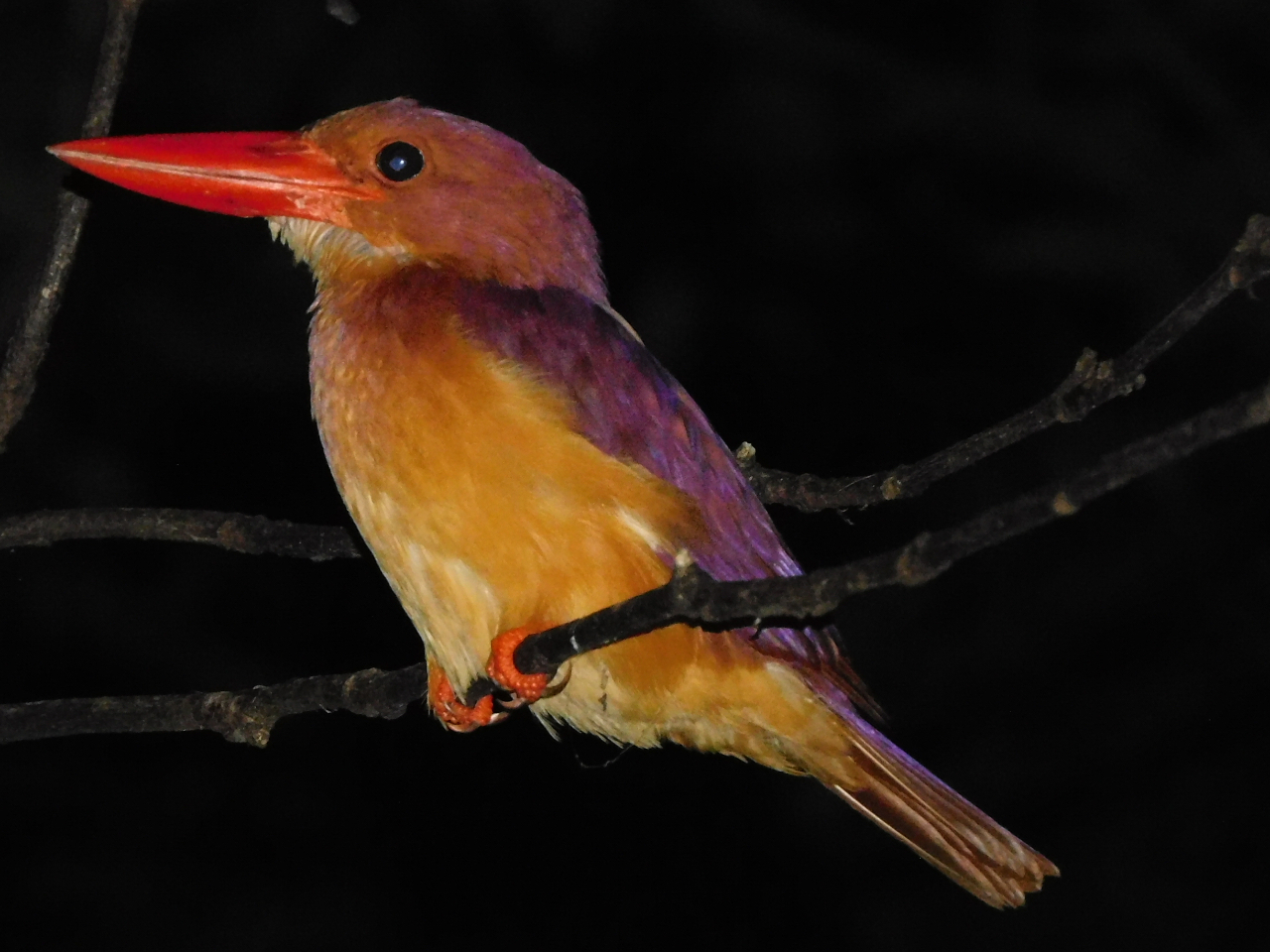 夏の渡り鳥『リュウキュウアカショウビン』
