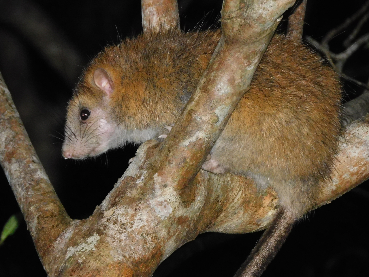 日本一大きい野ネズミ『ケナガネズミ』