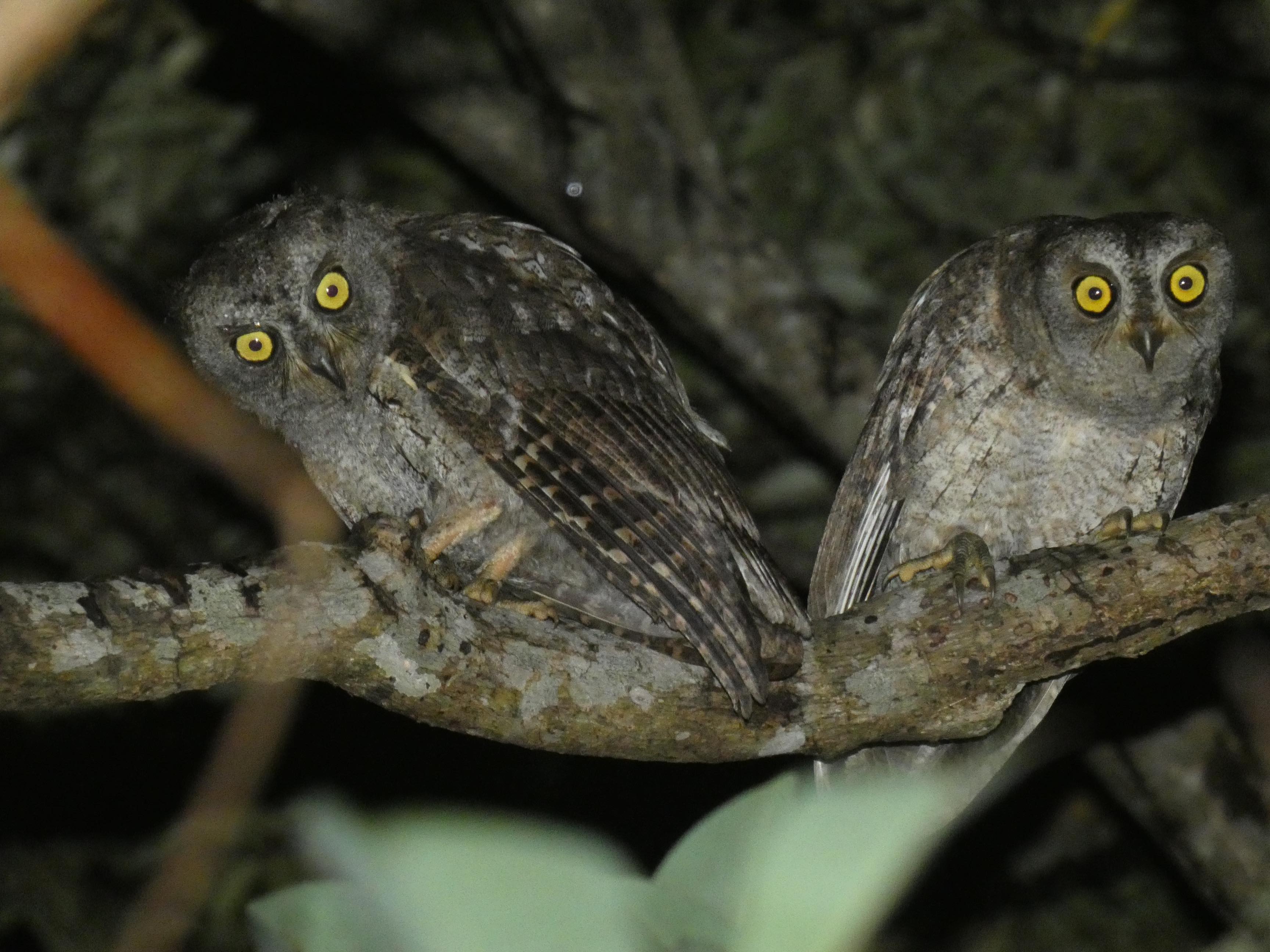 南西諸島に留鳥している『リュウキュウコノハズク』