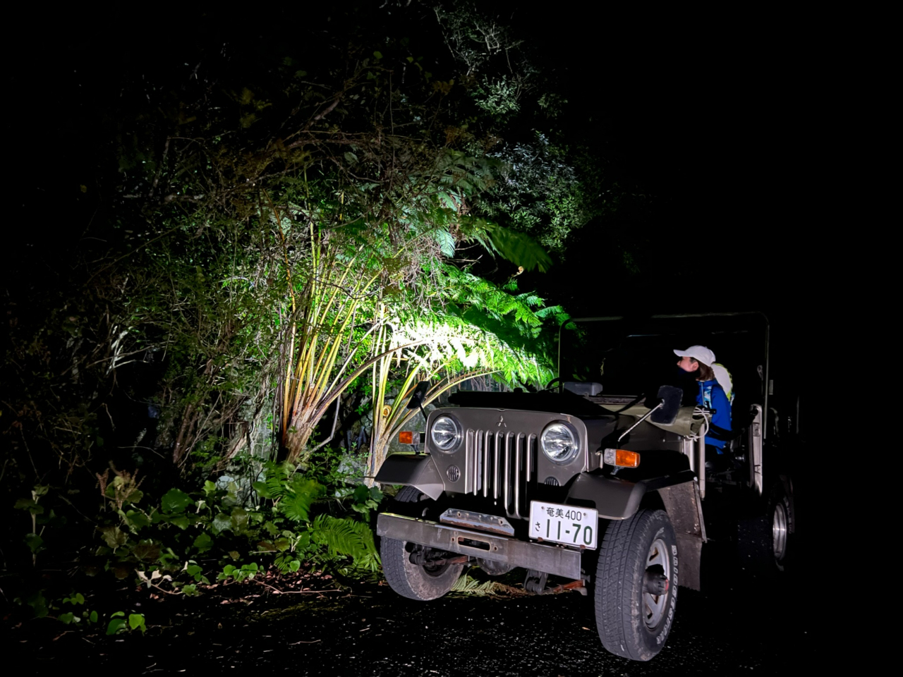 木にとまって休んでいる野鳥に会えるかも??