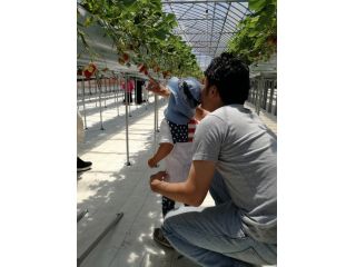 お子様でも手が届く高設ベンチでらくらくイチゴ狩り