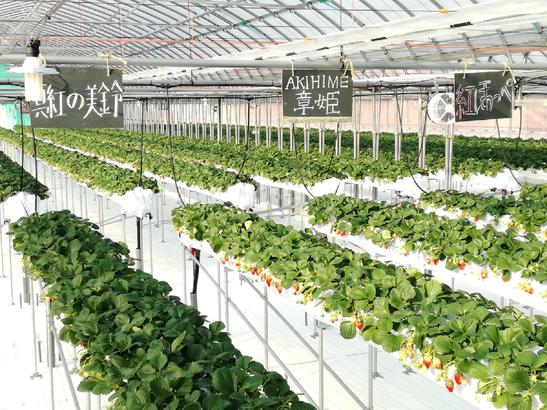 �L�X�Ƃ����|�n�ŁA�Ԃ�����x�r�[�J�[������܂�