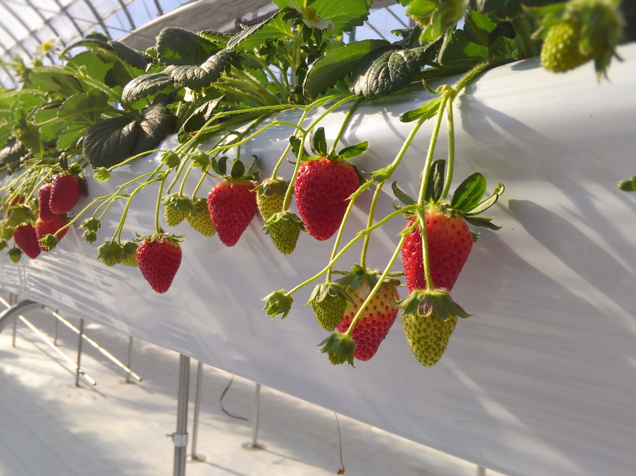 �����Ɏ������^���ԂȂ�����